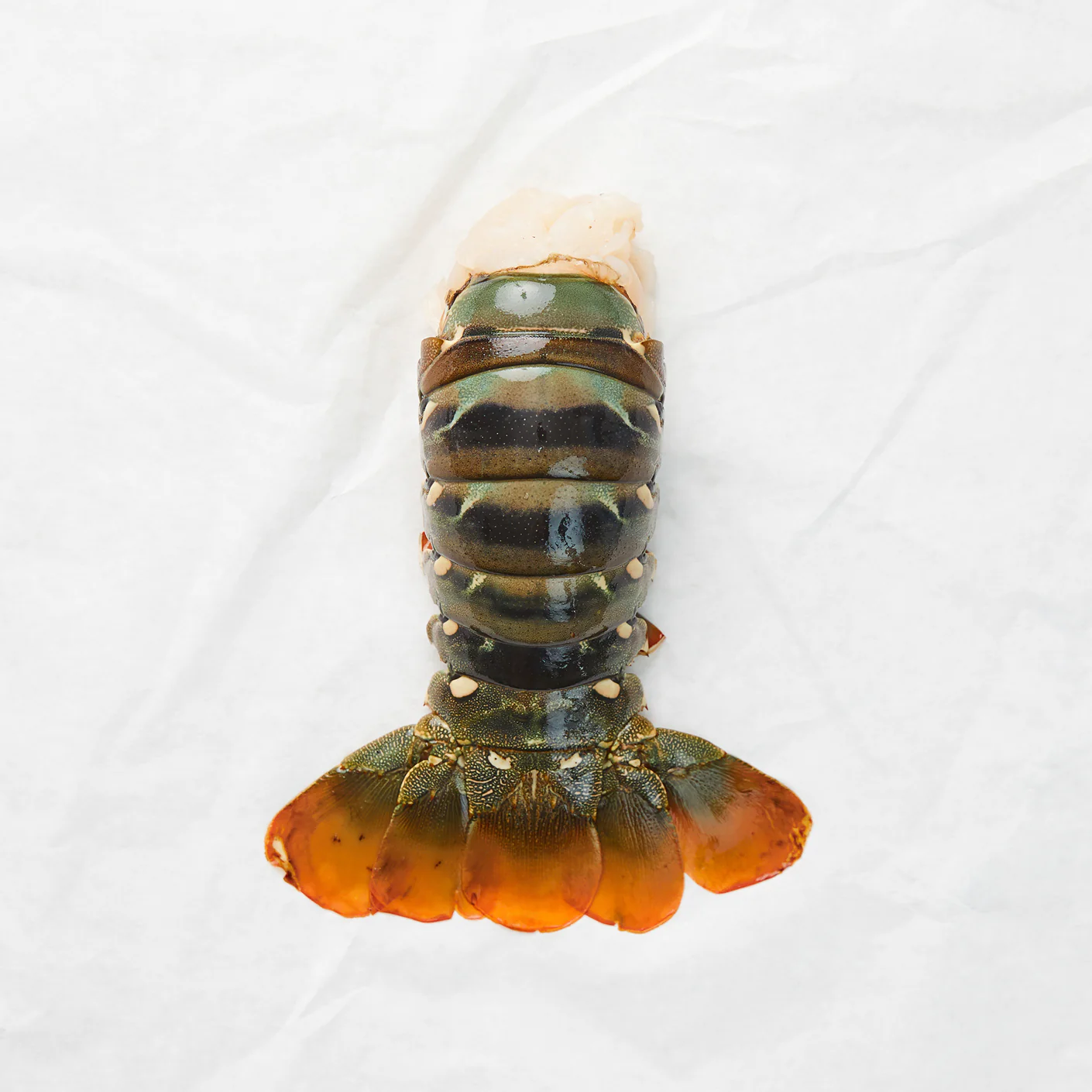 Lobster & Octopus